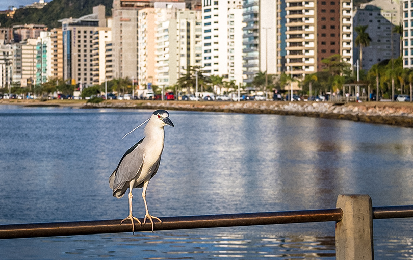 corretor de imoveis em santa catarina quatro experiencias unicas para viver em florianopolis